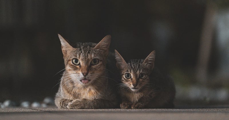 Un chat et un bébé sous le même toit : 10 conseils pour une cohabitation sereine